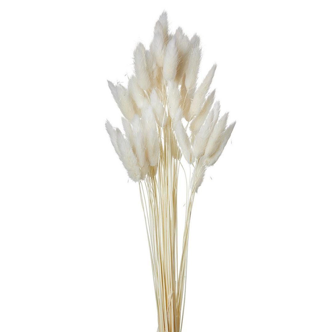 Lagurus Αποξηραμένο Λευκό 60cm Ματσάκι 50τμχ